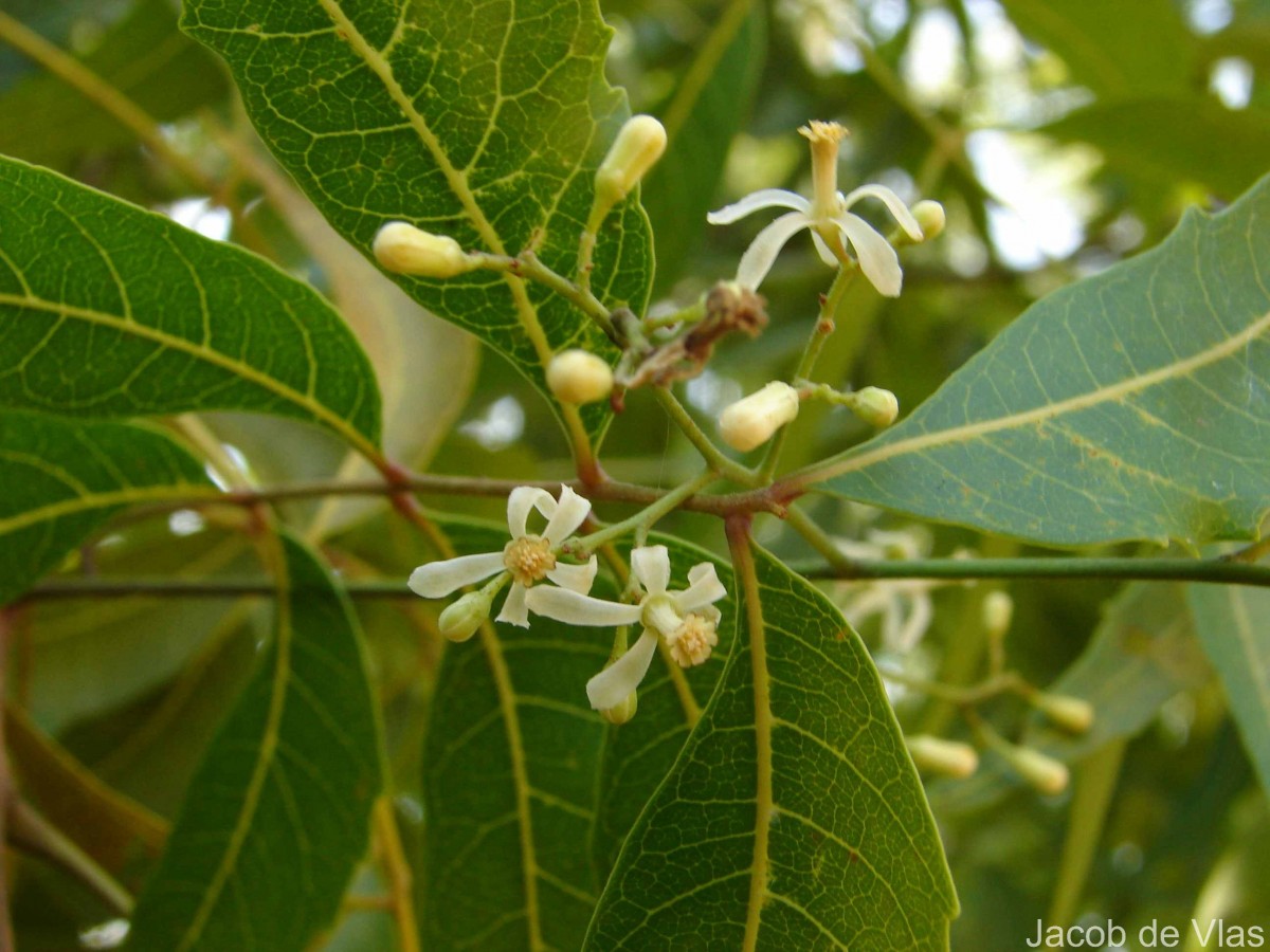 Azadirachta indica A.Juss.
